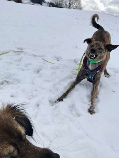 Hunde in Action-Beitrag-Bild