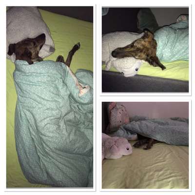 Darf der Hund bei Euch im Bett schlafen?-Beitrag-Bild