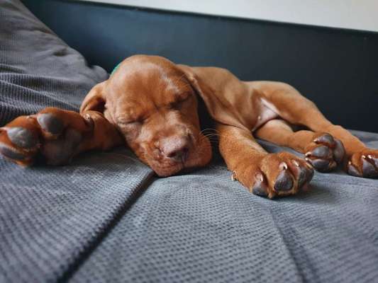 Magyar Vizsla UK-Beitrag-Bild