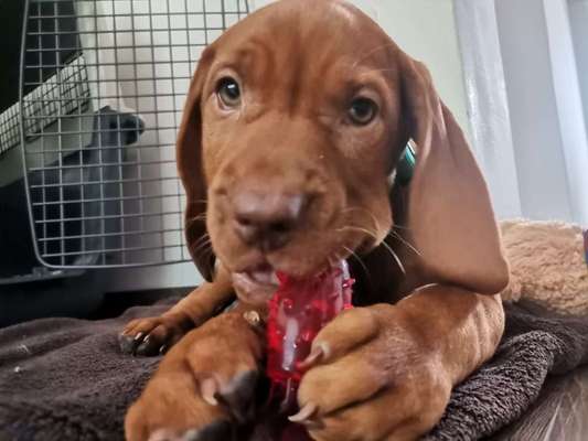 Magyar Vizsla UK-Beitrag-Bild