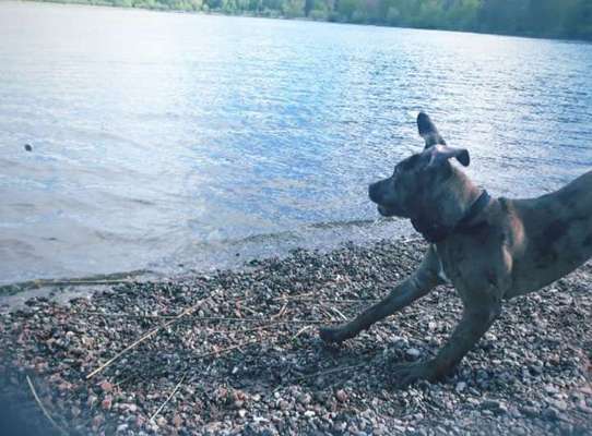 Dogorama-Monats-Challenge-Mai "Wasser"-Beitrag-Bild