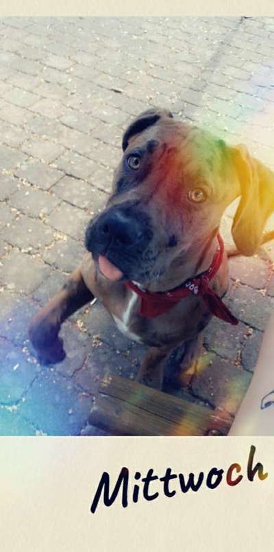 Rassensuche Cane Corso Italiano-Beitrag-Bild