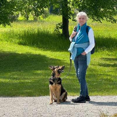Hundetreffen-Spaziergang und Spielen
