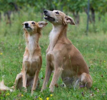 Windhunde - Treffen der besonderen Schönheiten
HERZLICH WILLKOMMEN-Beitrag-Bild
