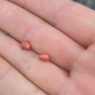 Giftköder-Eventuell Giftköder-Bild