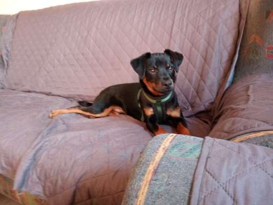 Suche Jagdterrier halter-Beitrag-Bild