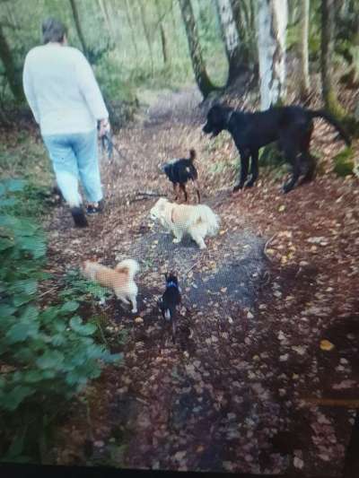 Hundeangriff, groß gegen klein-Beitrag-Bild