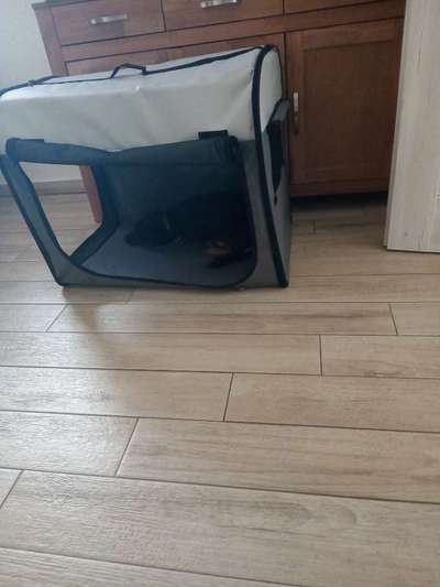 Überdrehter Junghund-Beitrag-Bild