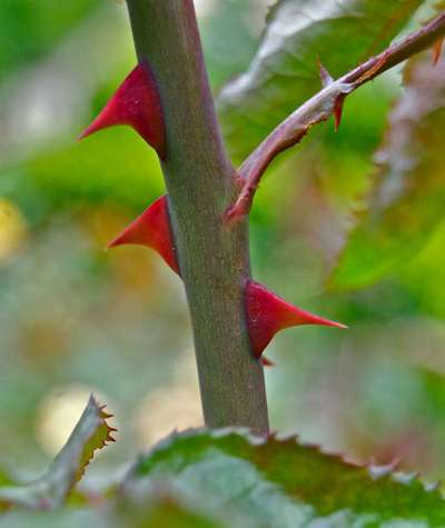 Wie heißt dein Hund?-Beitrag-Bild