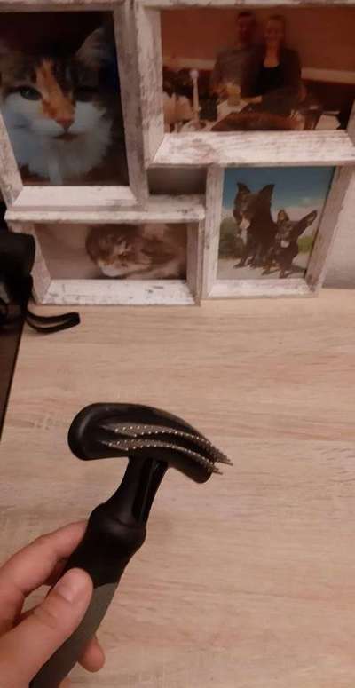 Hundehaare Mops-französische Bulldoggen-mix-Beitrag-Bild