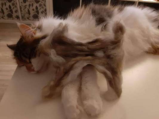 Hundehaare Mops-französische Bulldoggen-mix-Beitrag-Bild