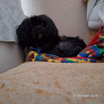 Freddys Kummerkasten-Beitrag-Bild