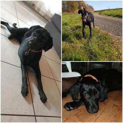 Labradorfans-Beitrag-Bild