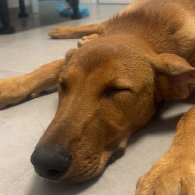 Hundetreffen-Spielrunde für Welpen und erwachsene Hunde-Bild