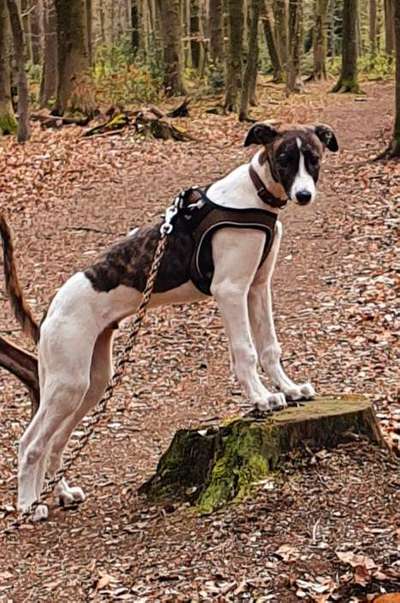 Windhunde - Treffen der besonderen Schönheiten
HERZLICH WILLKOMMEN-Beitrag-Bild