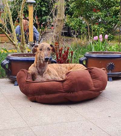 Windhunde - Treffen der besonderen Schönheiten
HERZLICH WILLKOMMEN-Beitrag-Bild