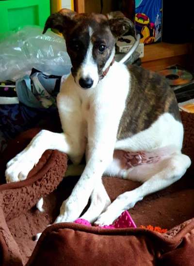 Windhunde - Treffen der besonderen Schönheiten
HERZLICH WILLKOMMEN-Beitrag-Bild