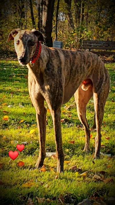 Windhunde - Treffen der besonderen Schönheiten
HERZLICH WILLKOMMEN-Beitrag-Bild