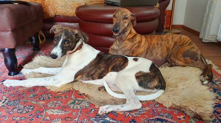 Windhunde - Treffen der besonderen Schönheiten
HERZLICH WILLKOMMEN-Beitrag-Bild