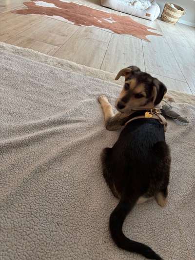 Griechische Bracke-Beitrag-Bild