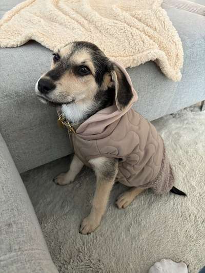 Griechische Bracke-Beitrag-Bild