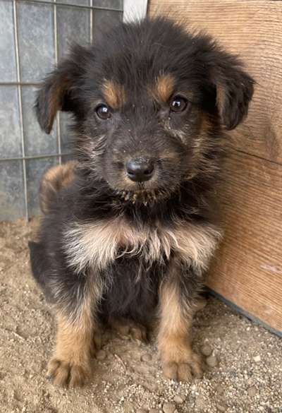 Griechische Bracke-Beitrag-Bild