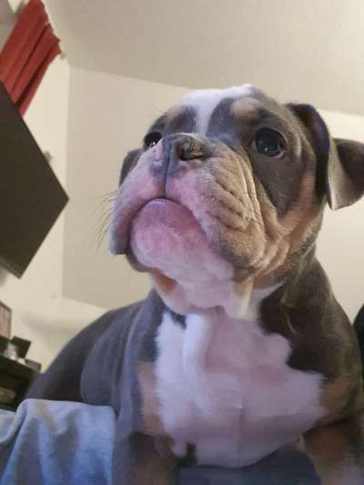 Welpen Bilder !-Beitrag-Bild