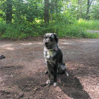 Hundetreffen-Lauftreff-Bild