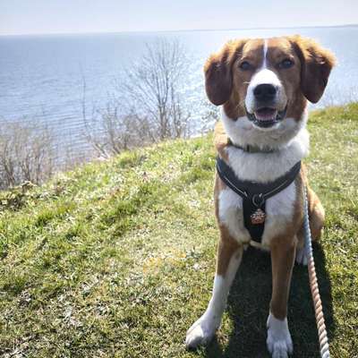 Hundetreffen-Partner für Gassirunden und Junghund-Playdates-Bild