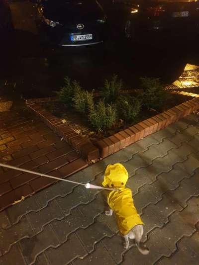 Hundekleidung - Top oder Flop-Beitrag-Bild