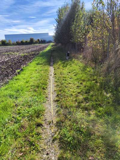 Hundeauslaufgebiet-Waldseewege-Bild