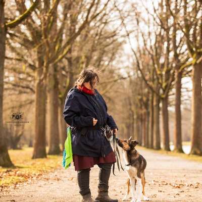Hundetreffen-Trainingsspaziergänge-Bild