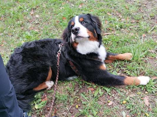 Zeigt her eure Junghunde :)-Beitrag-Bild