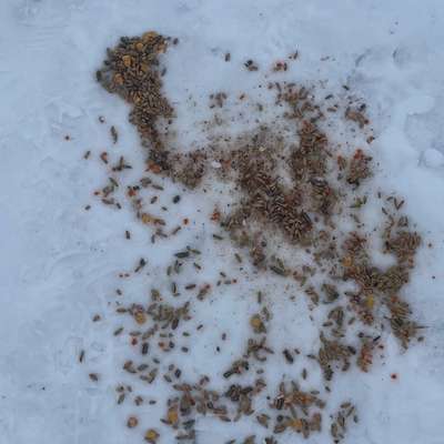 Giftköder-KEIN Giftköder-Bild