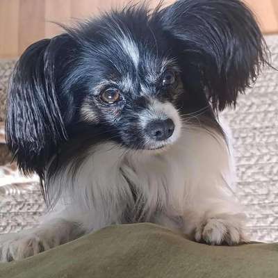 Wo sind die Papillon Besitzer?-Beitrag-Bild