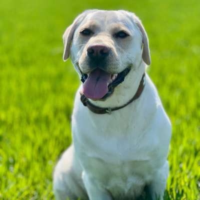 Hundetreffen-Nami sucht neue Freunde-Bild