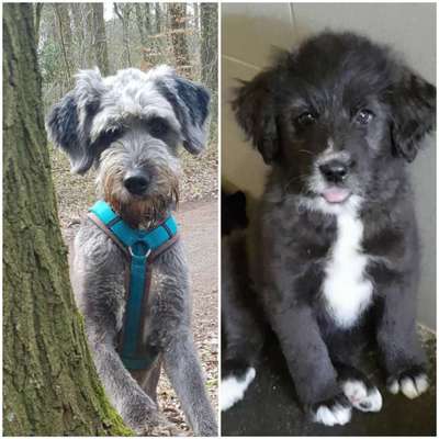 Wie kamst du zu deinem Hund?-Beitrag-Bild