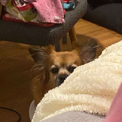 Hundetreffen-Spielgefährte-Bild