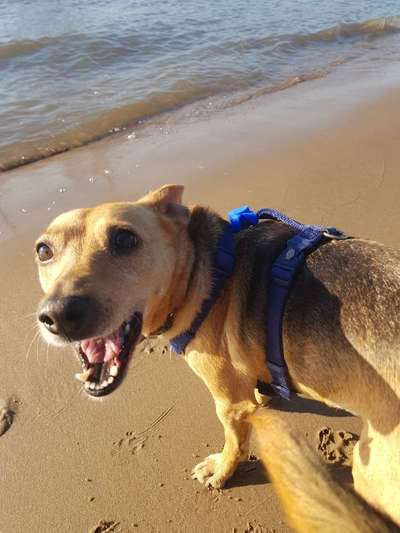 Hund aus dem Spanischen Tierschutz-Beitrag-Bild