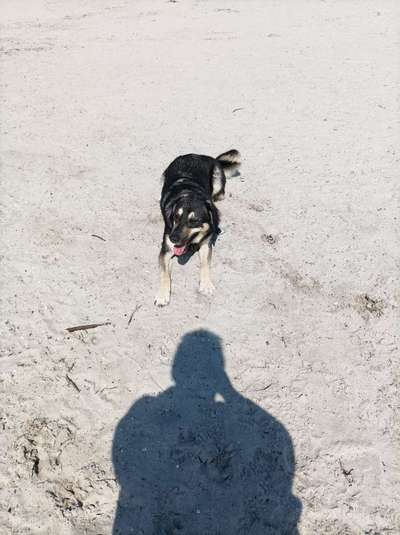 Handy Foto Challange Nr. 46  Happy Dog-Beitrag-Bild