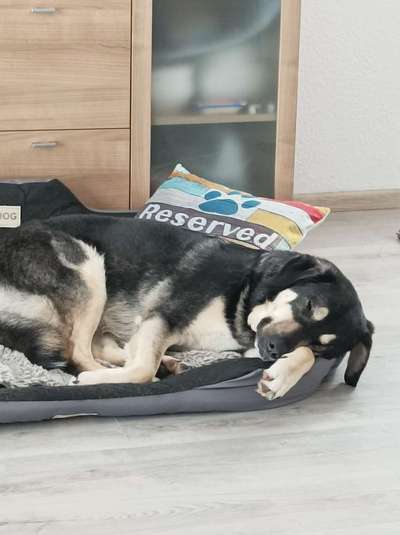 Wie kamst du zu deinem Hund?-Beitrag-Bild