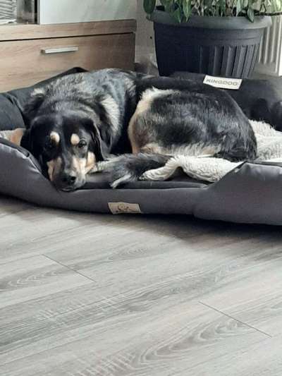 Hilfe Angsthund-Beitrag-Bild