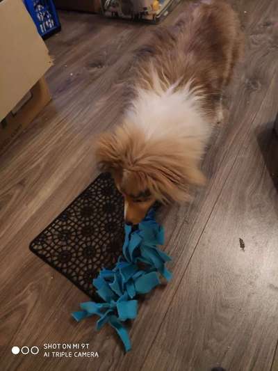 Schnüffelteppich-Beitrag-Bild