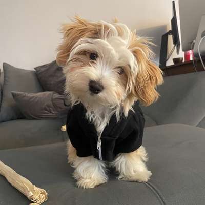 Hundetreffen-Welpentreff-Bild