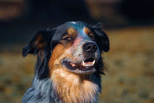 14. Collagen Challenge- Sonnenaufgang & -Untergang-Beitrag-Bild