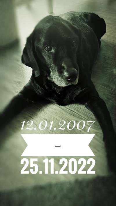 Unsere Fellnasen im Regenbogenland-Beitrag-Bild