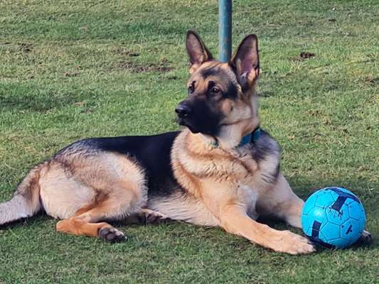 Schäferhund-Beitrag-Bild