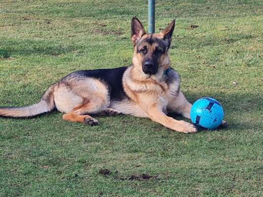 Deutsche Schäferhunde, Belgische Schäferhunde.-Beitrag-Bild