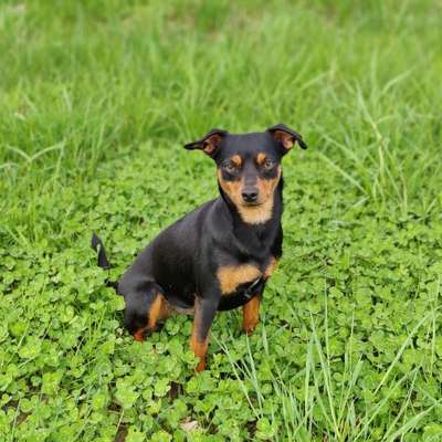 Hundetreffen-Wandern mit kleinem Hund