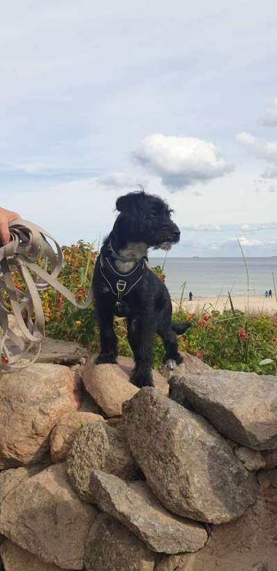 Dogorama Photo Challenge - Gassipause-Beitrag-Bild